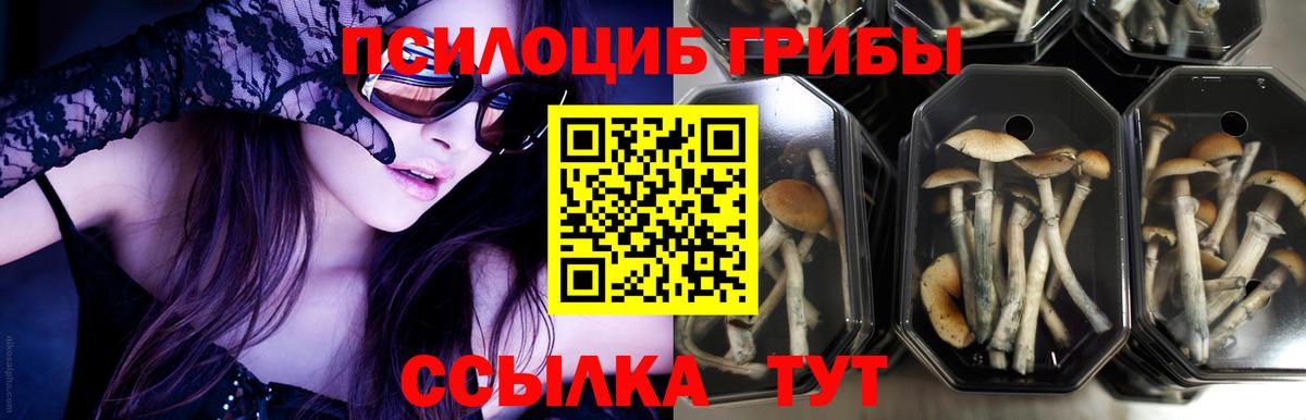 Галлюциногенные грибы Psilocybe Ачинск